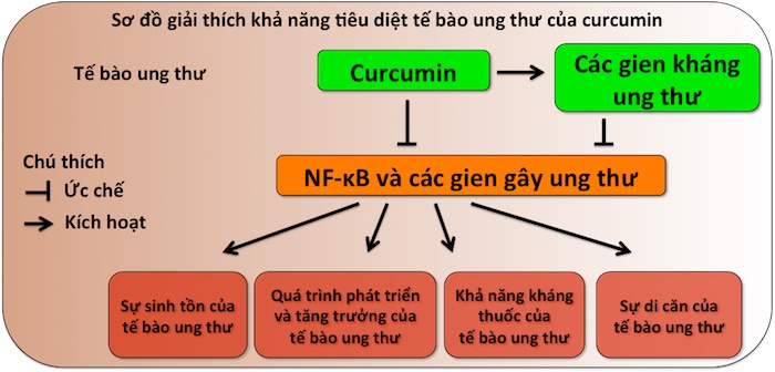 Biết những công dụng của tinh bột nghệ sau đây giúp bạn khỏe đẹp hơn