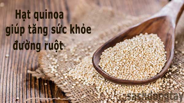 cong-dung-cua-hat-quinoa-voi-suc-khoe-duong-ruot-sđt